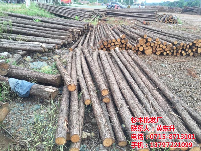 聊城杉木加工与竹木经营 探访东升竹木经营部
